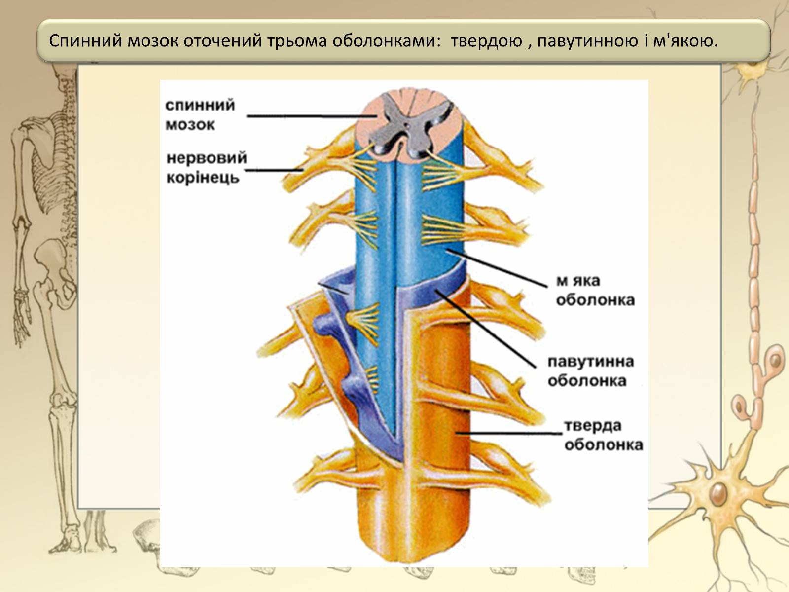 Презентація на тему «Спинний мозок» (варіант 3) - Слайд #7