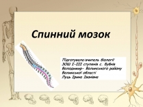 Презентація на тему «Спинний мозок» (варіант 3)