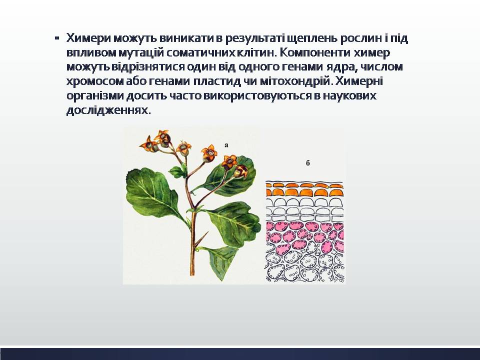 Презентація на тему «Химерні та трансгенні організми. Генетичні основи селекції організмів» - Слайд #4