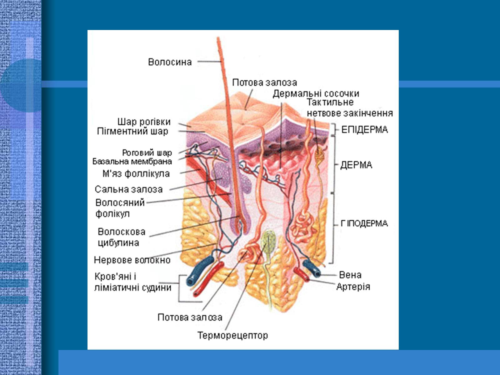Презентація на тему «Терморегуляція. Будова шкіри» - Слайд #10