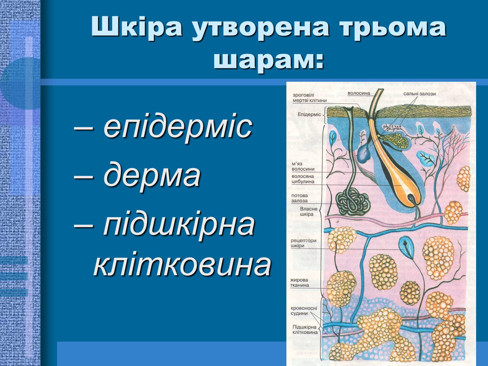 Презентація на тему «Терморегуляція. Будова шкіри» - Слайд #5