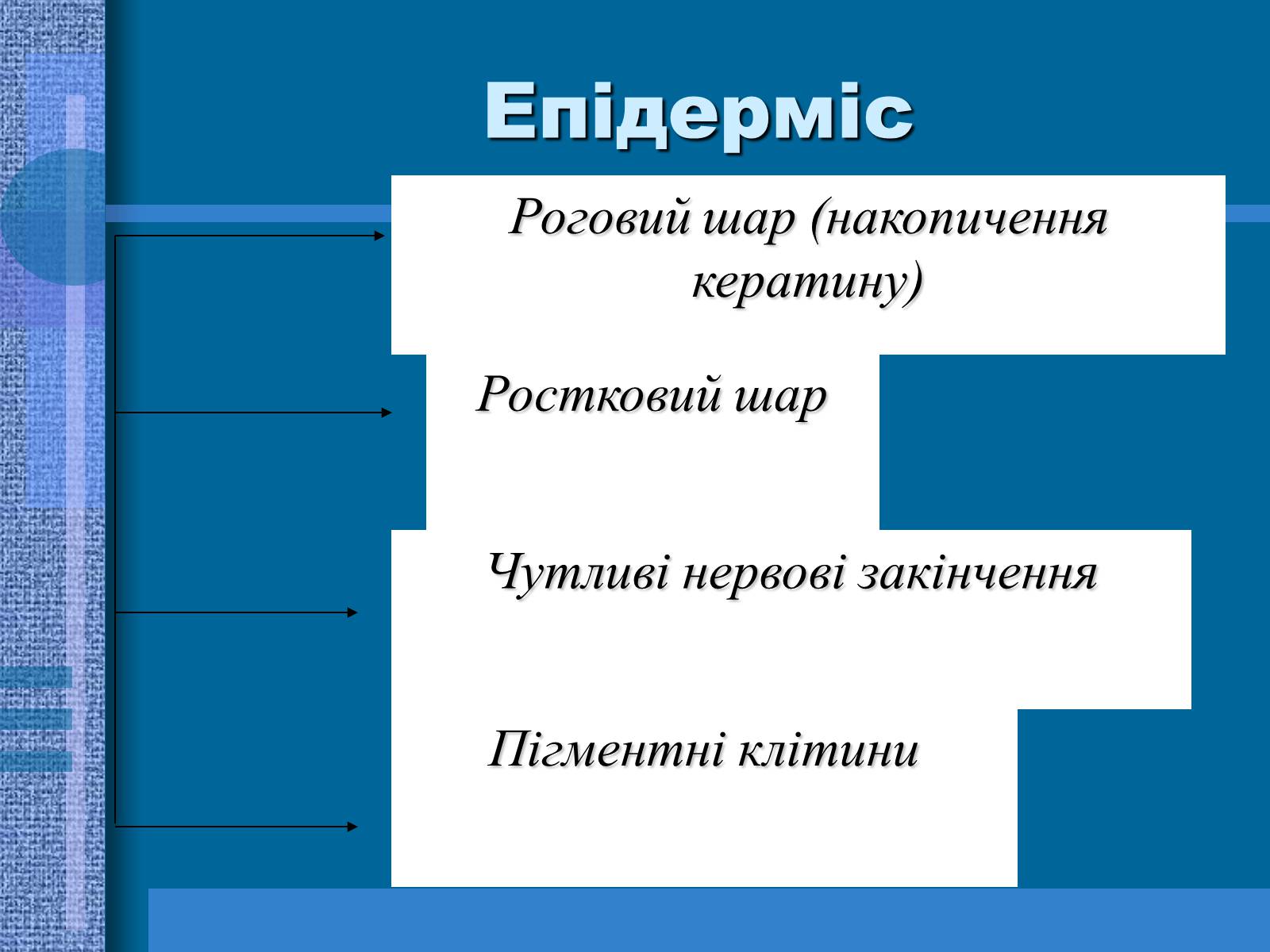 Презентація на тему «Терморегуляція. Будова шкіри» - Слайд #6