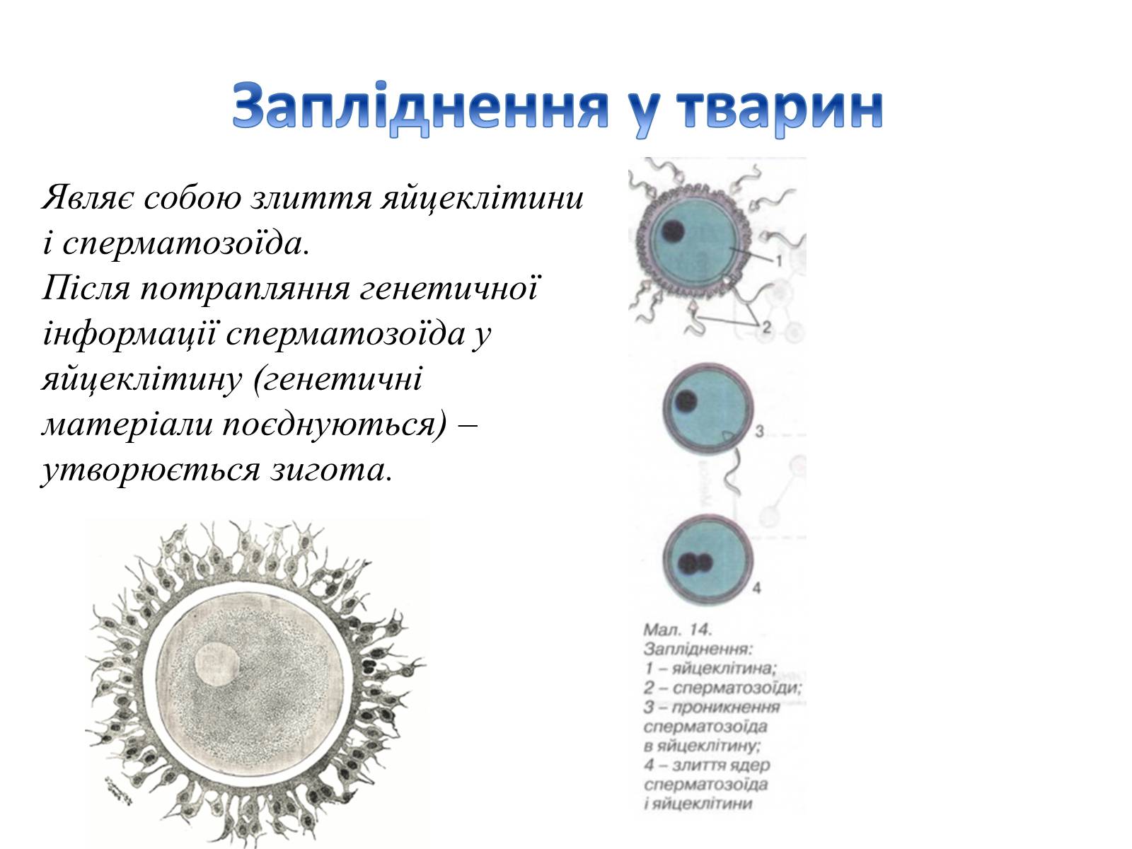 Презентація на тему «Як відбувається запліднення?» - Слайд #14