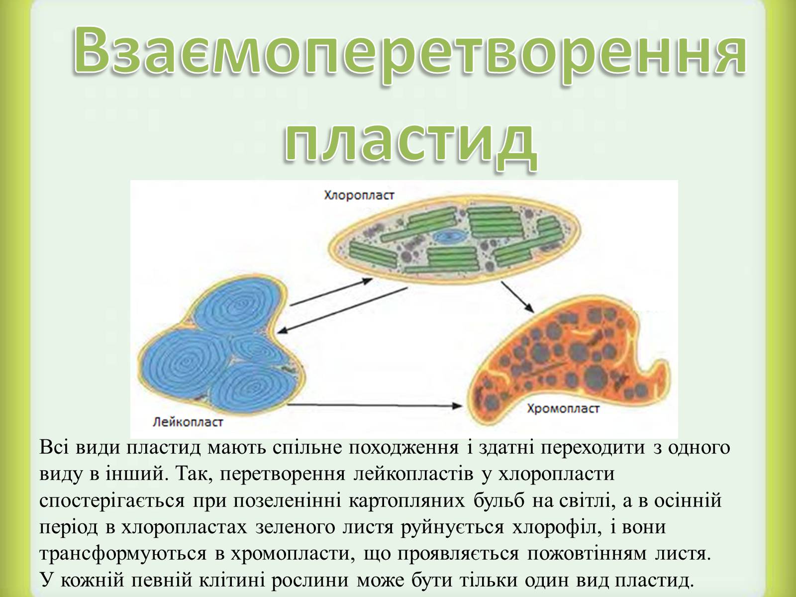 Презентація на тему «Пластиди» - Слайд #8