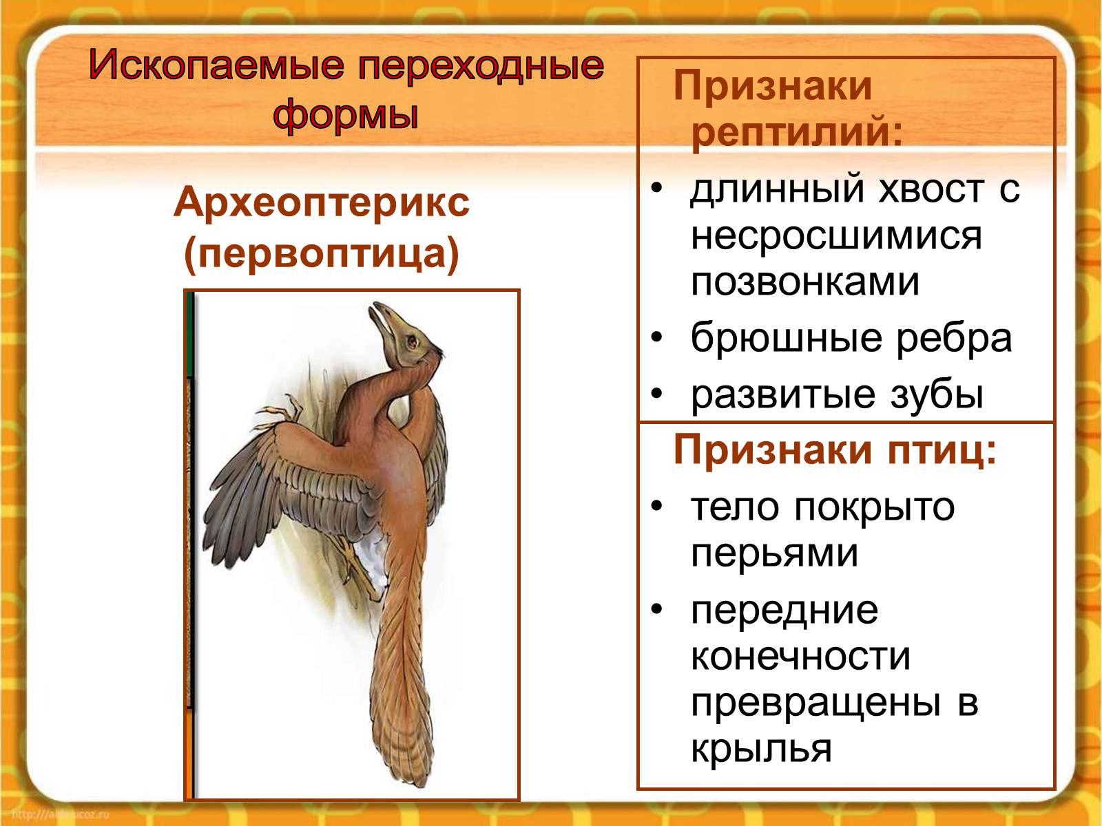 Презентація на тему «Макроэволюция.Доказательства эволюции» - Слайд #10