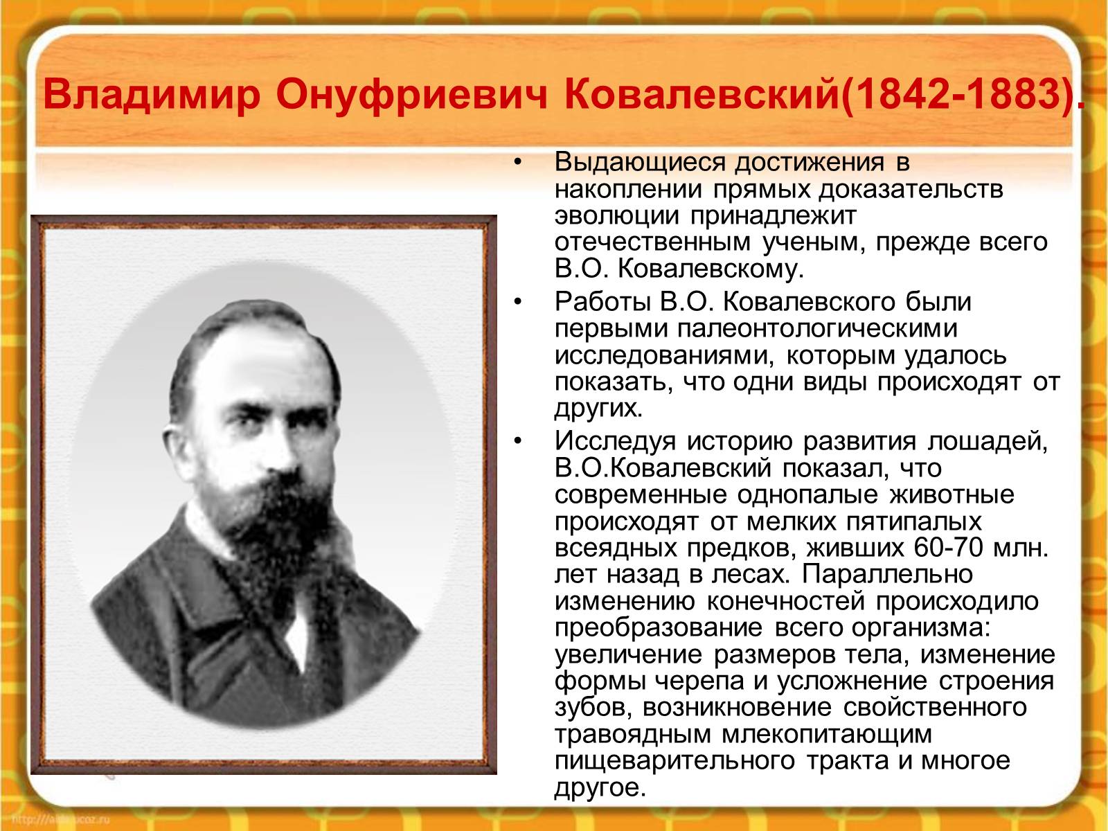 Презентація на тему «Макроэволюция.Доказательства эволюции» - Слайд #13