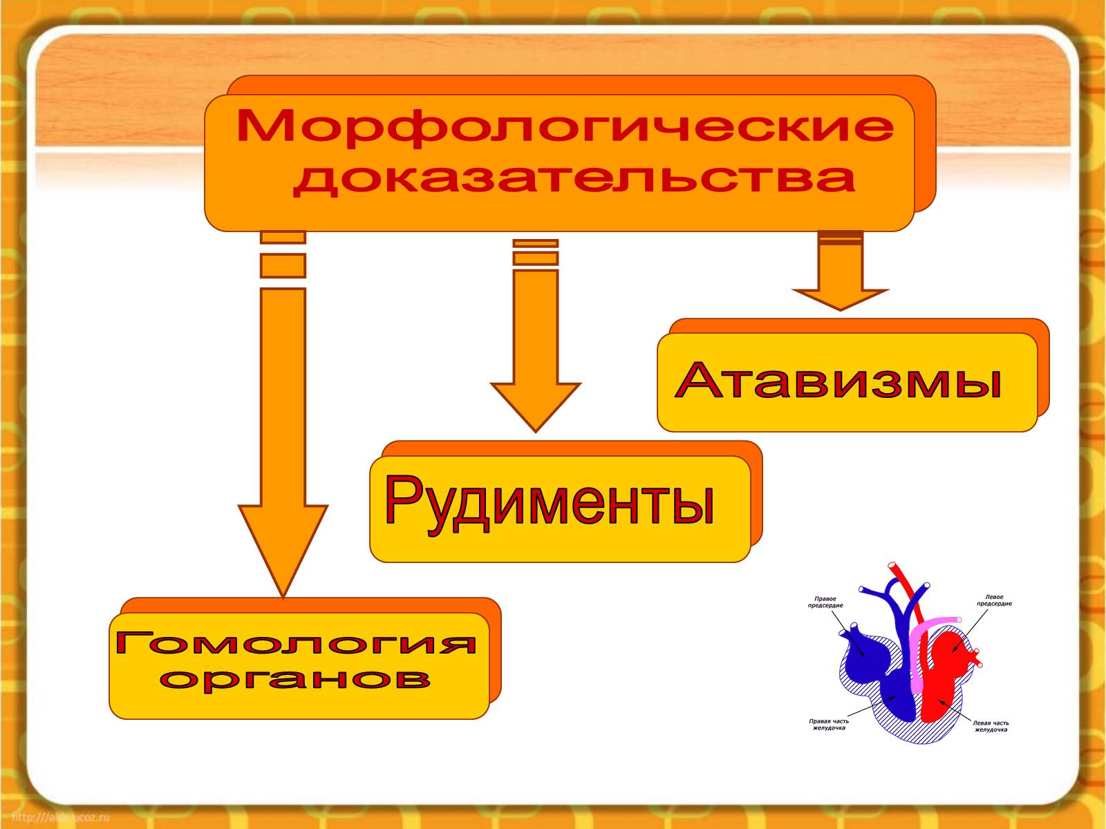 Презентація на тему «Макроэволюция.Доказательства эволюции» - Слайд #17