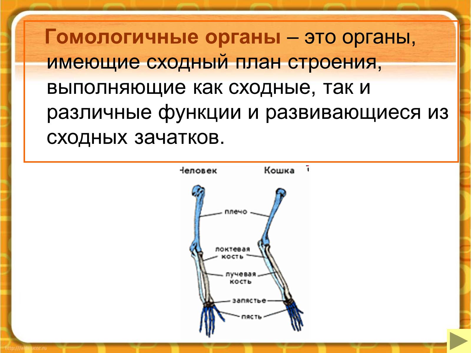 Презентація на тему «Макроэволюция.Доказательства эволюции» - Слайд #19