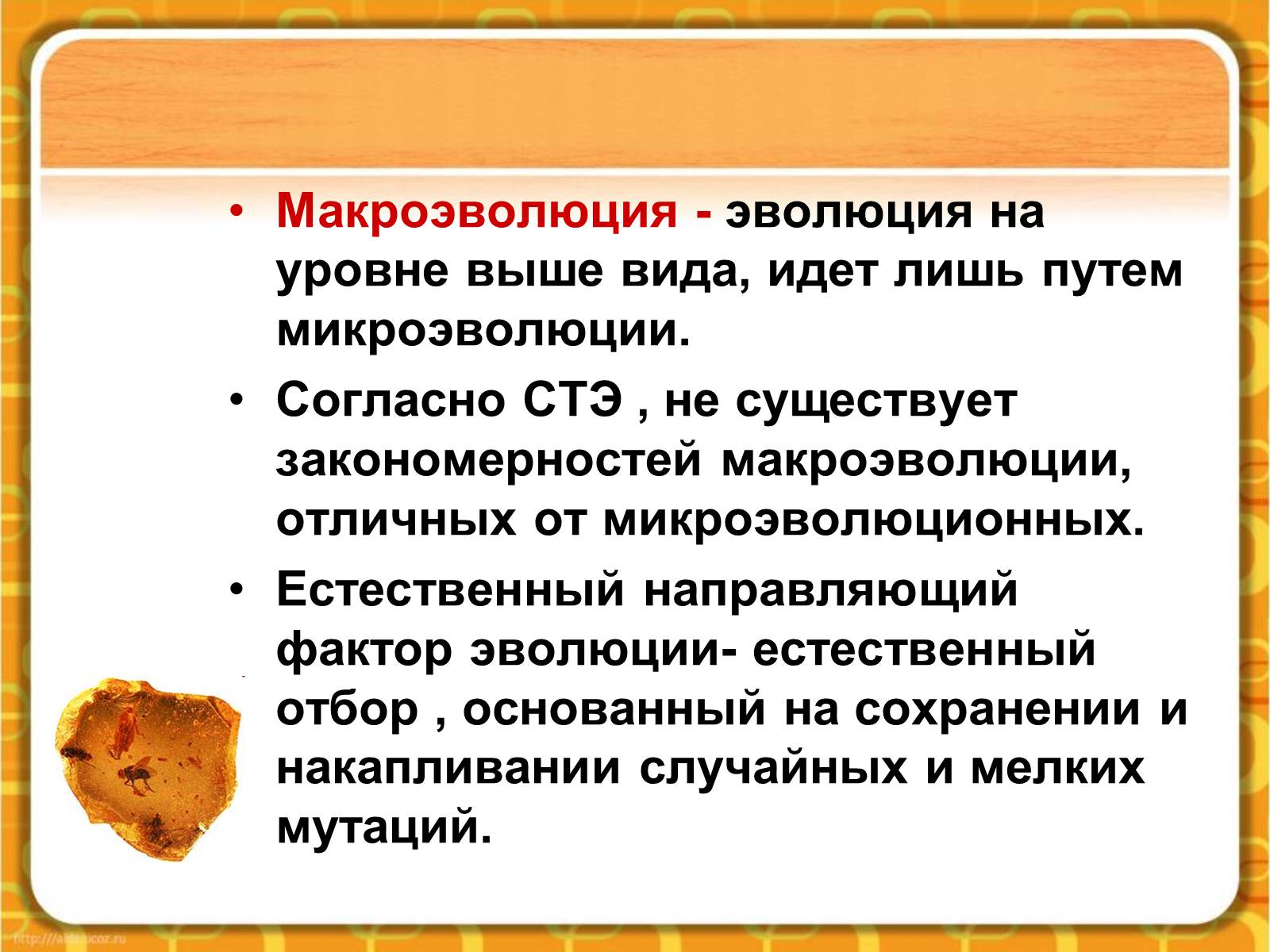 Презентація на тему «Макроэволюция.Доказательства эволюции» - Слайд #2