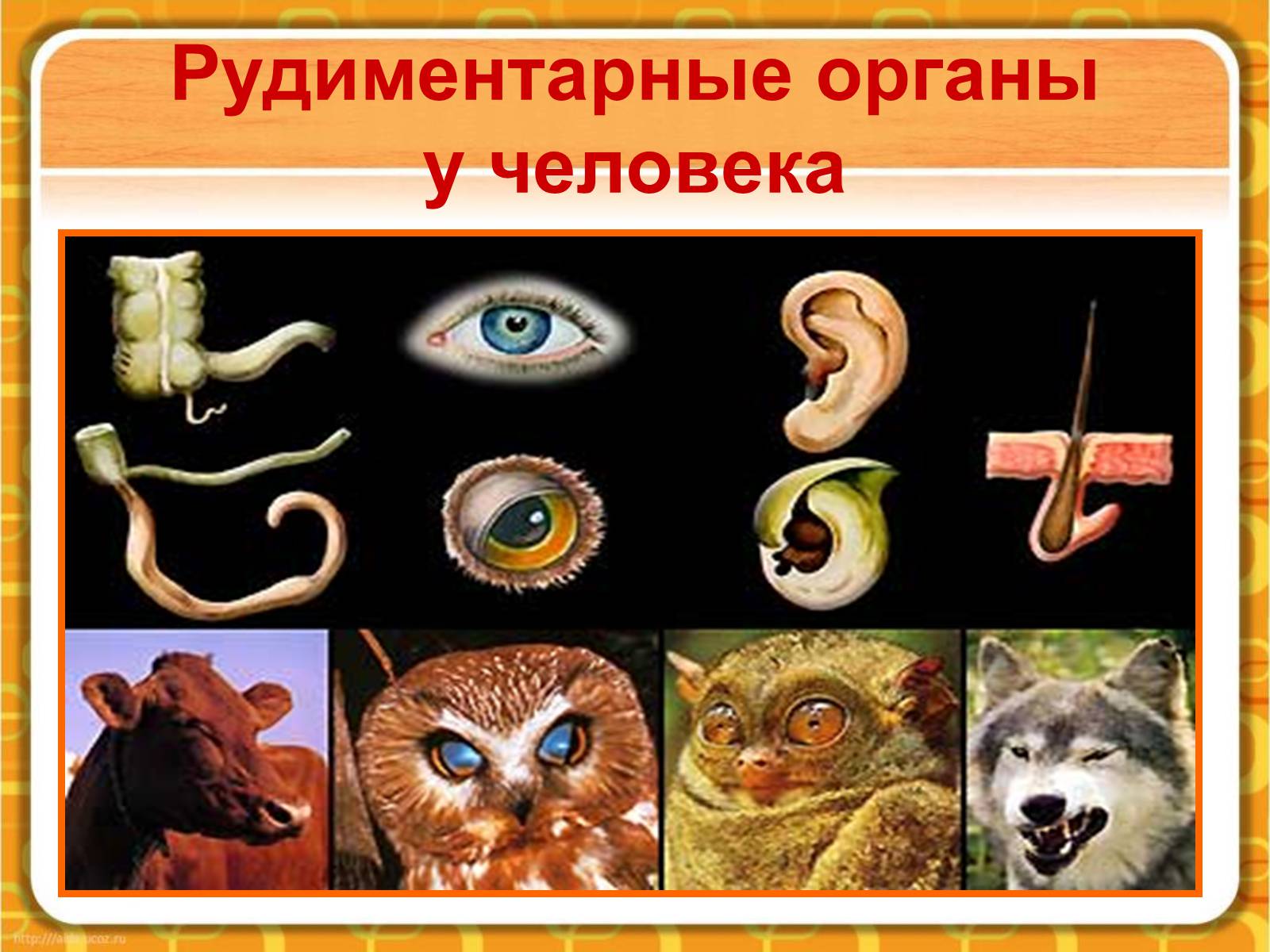 Презентація на тему «Макроэволюция.Доказательства эволюции» - Слайд #24