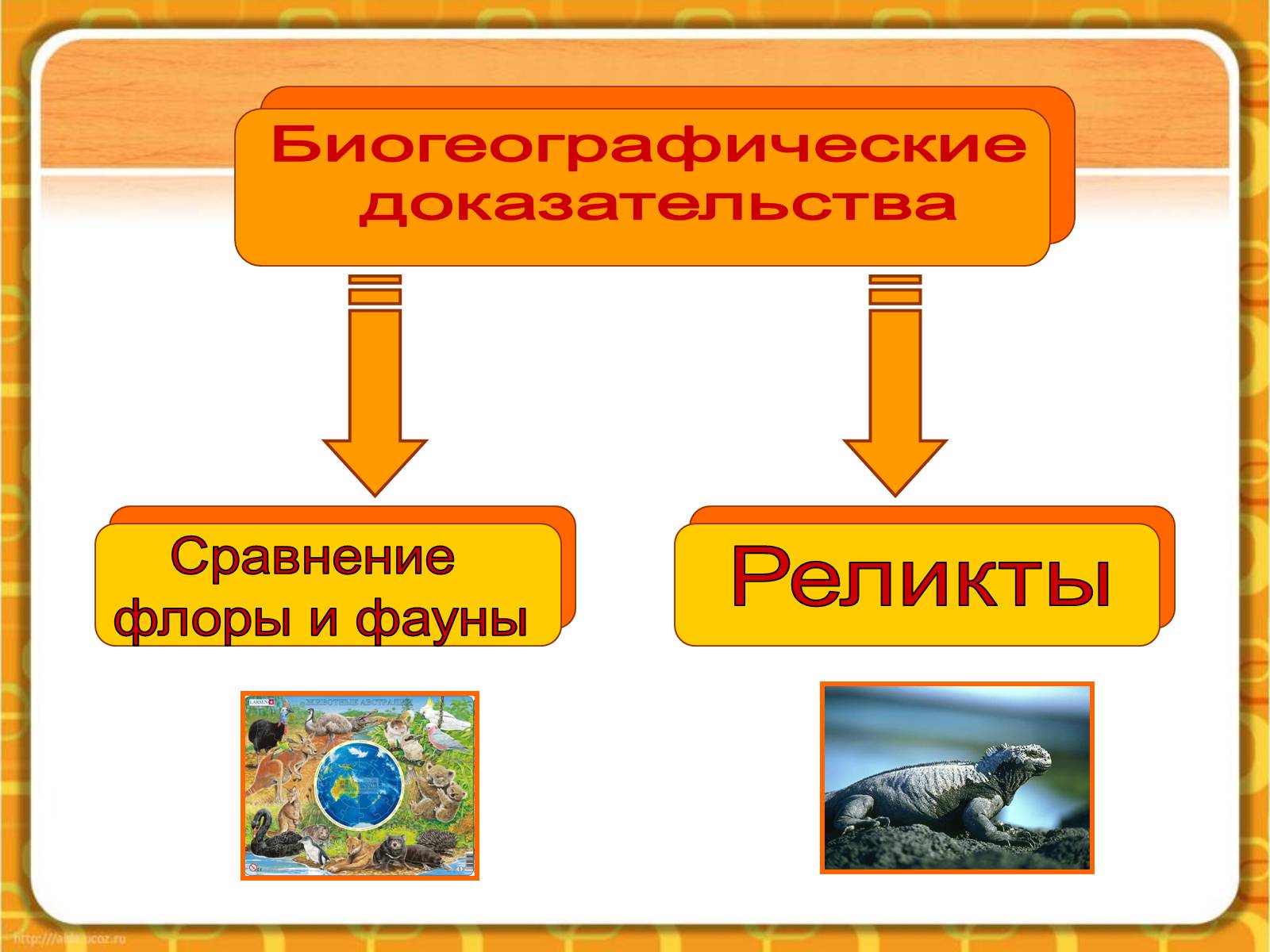 Презентація на тему «Макроэволюция.Доказательства эволюции» - Слайд #31