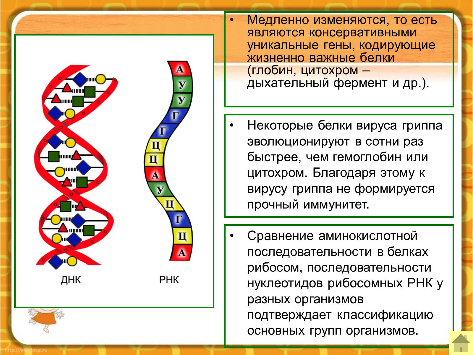 Презентація на тему «Макроэволюция.Доказательства эволюции» - Слайд #45