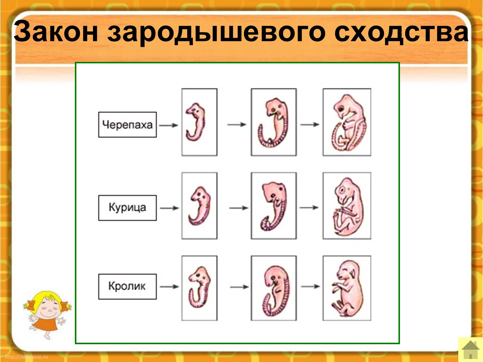 Презентація на тему «Макроэволюция.Доказательства эволюции» - Слайд #49