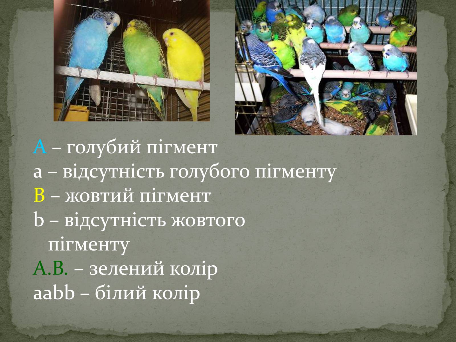 Презентація на тему «Взаємодія генів. Позаядерна спадковість» - Слайд #4