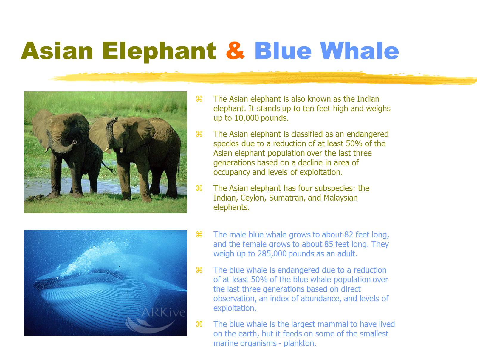 Презентація на тему «Endangered Animals» - Слайд #2