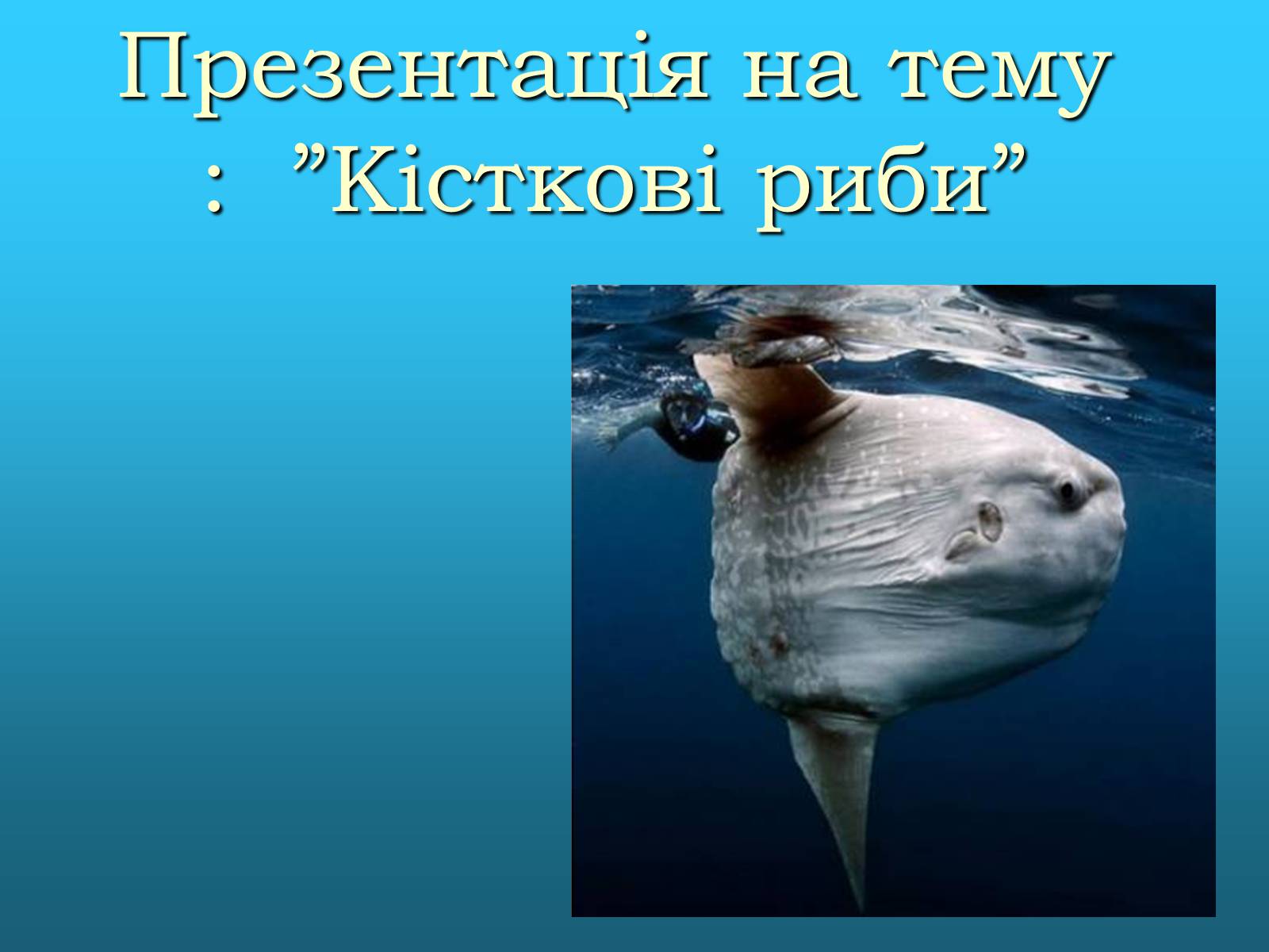 Презентація на тему «Кісткові риби» (варіант 2) - Слайд #1