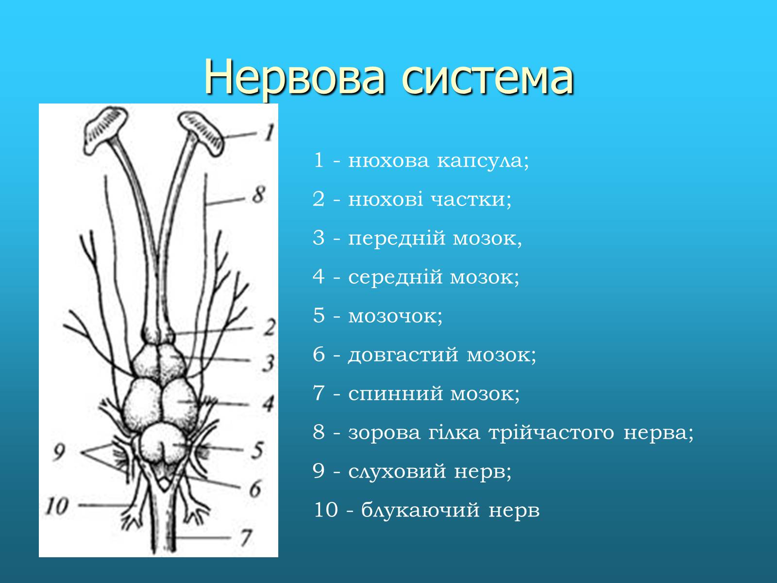 Презентація на тему «Кісткові риби» (варіант 2) - Слайд #9