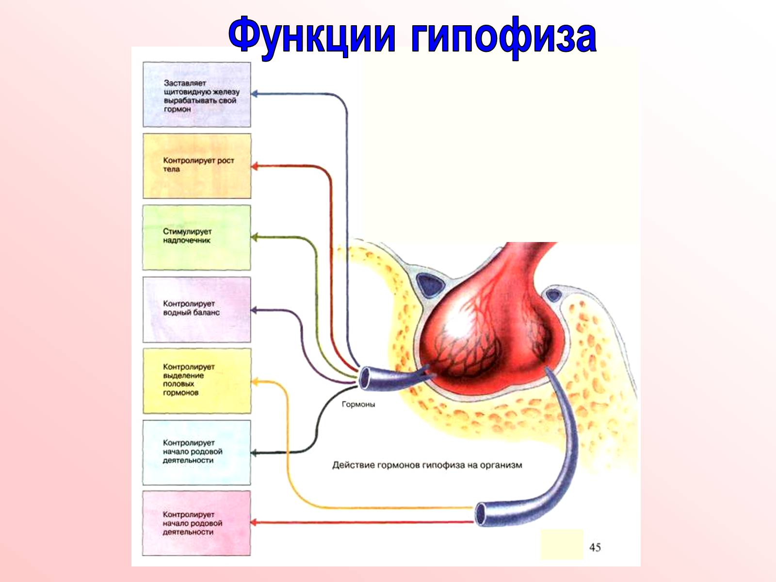 Презентація на тему «Железы внутренней секреции» (варіант 2) - Слайд #10