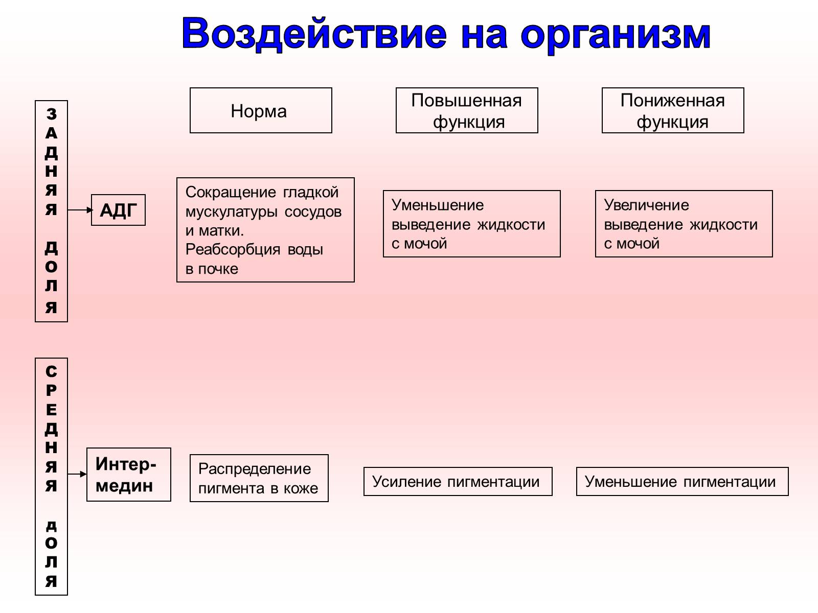 Презентація на тему «Железы внутренней секреции» (варіант 2) - Слайд #12