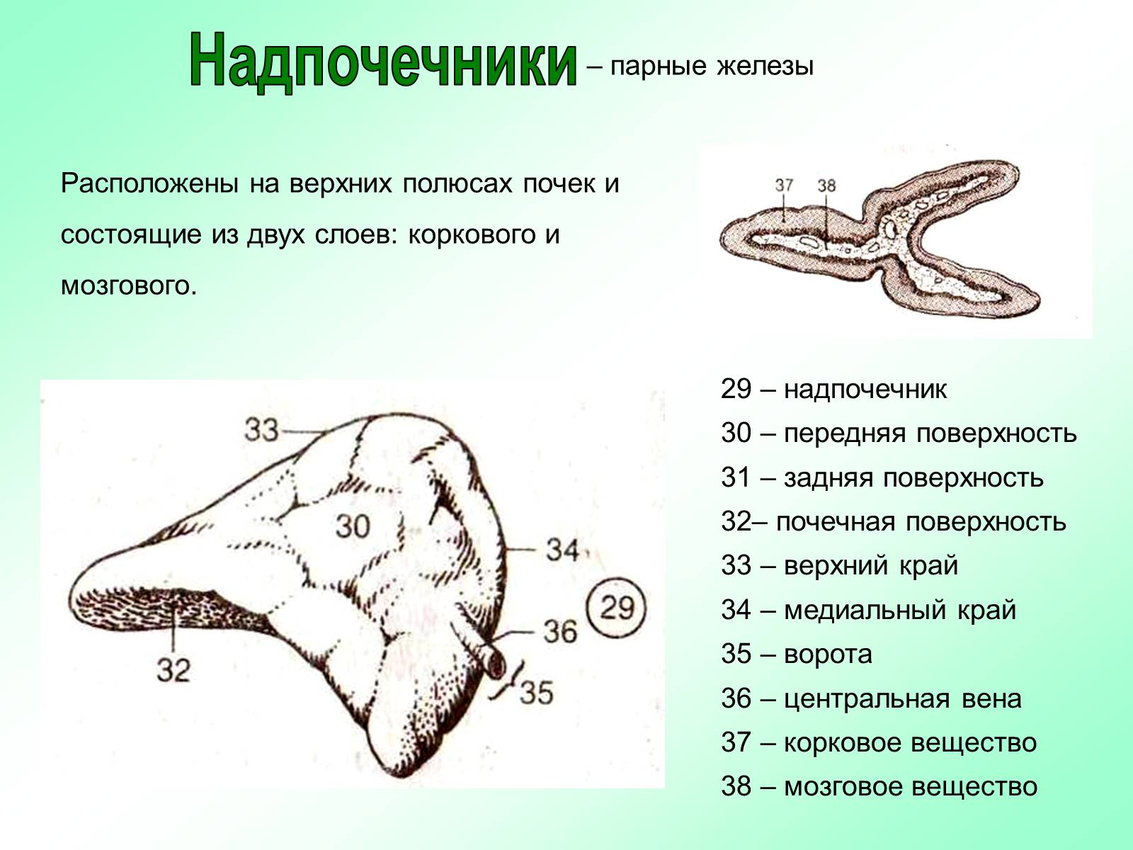 Презентація на тему «Железы внутренней секреции» (варіант 2) - Слайд #23