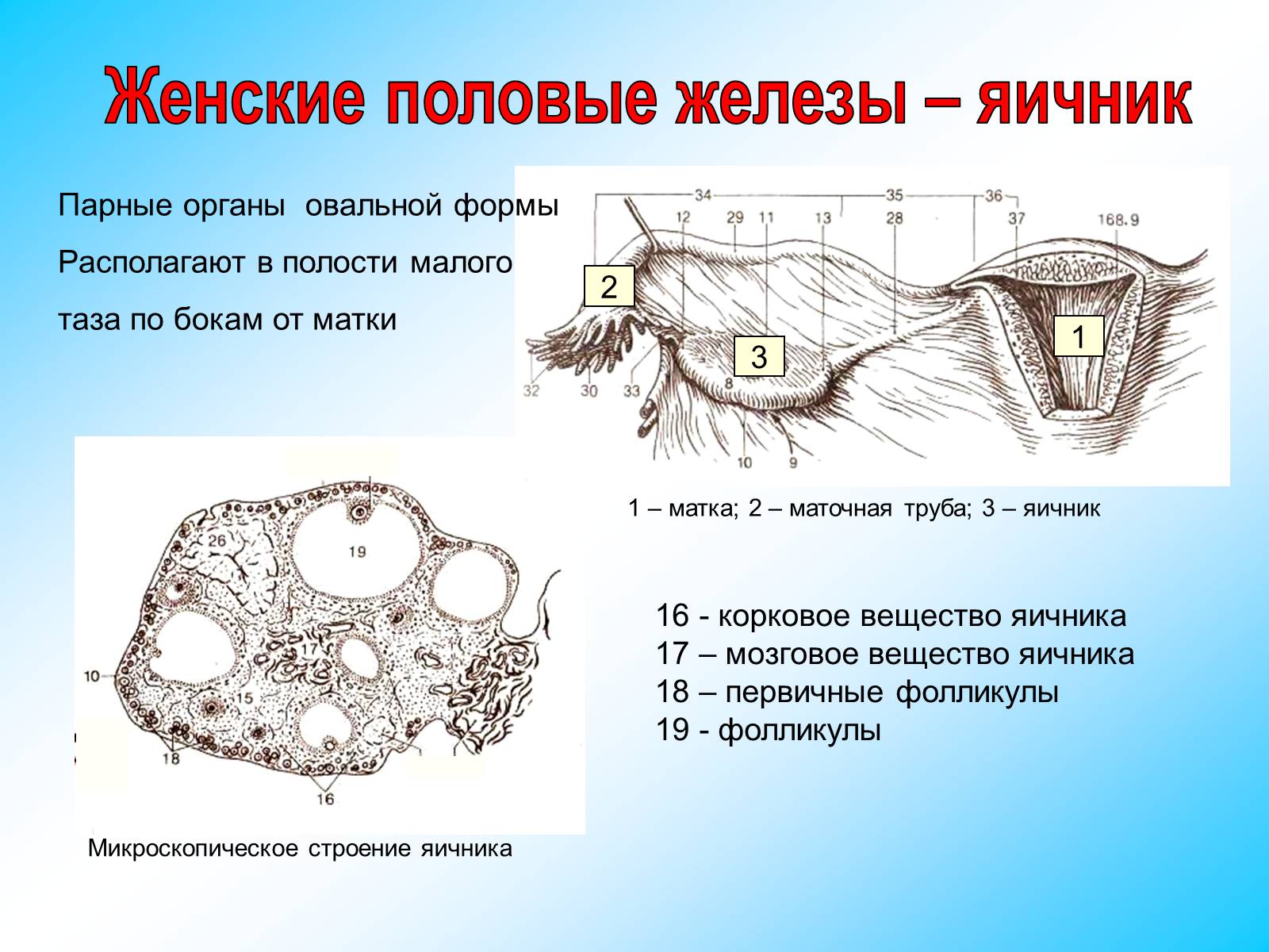 Презентація на тему «Железы внутренней секреции» (варіант 2) - Слайд #29