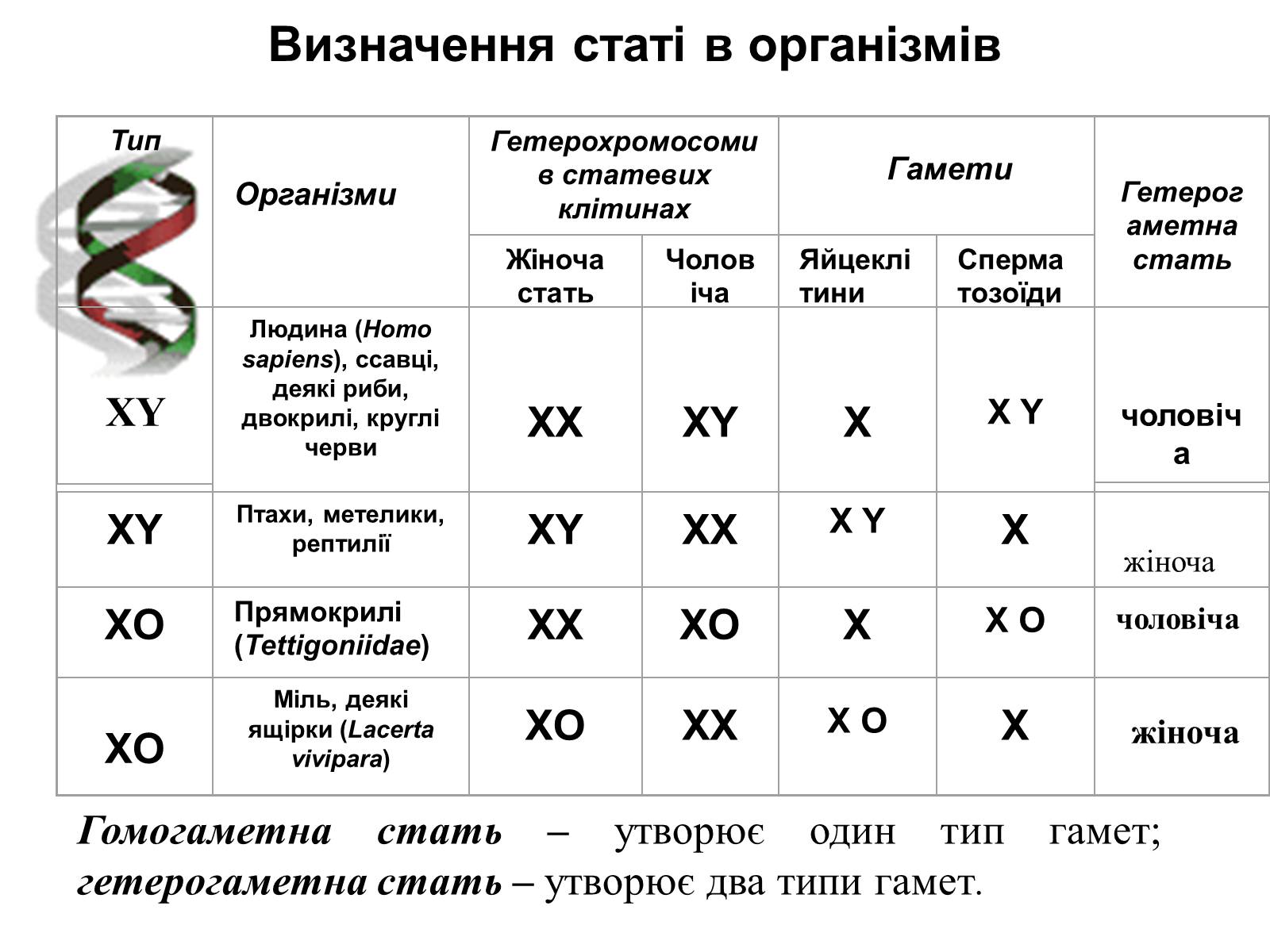 Презентація на тему «Успадкування статі та ознак, зчеплених зі статтю» - Слайд #9