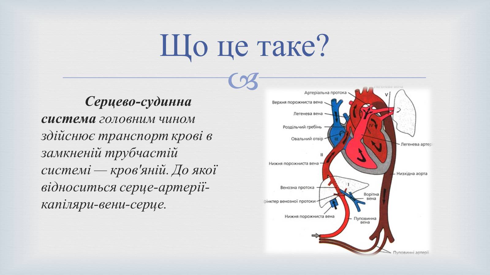 Презентація на тему «Системи людського організму» - Слайд #4