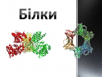 Презентація на тему «Білки» (варіант 13)