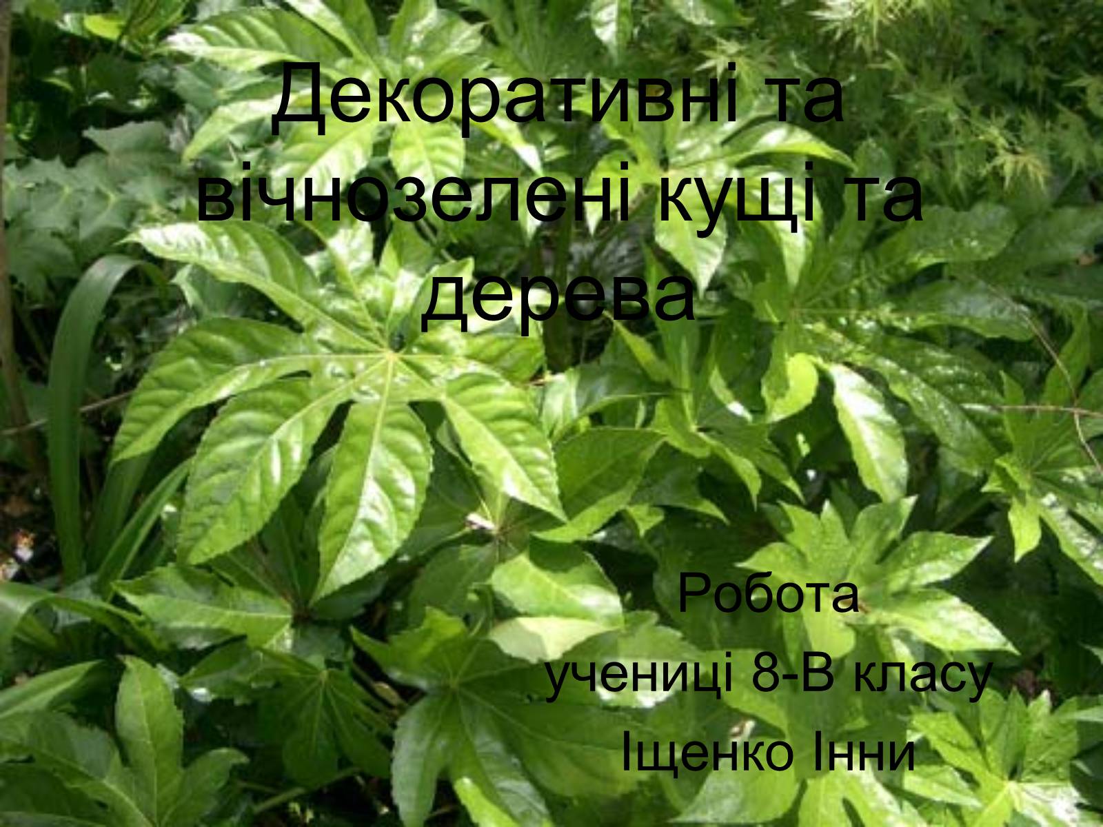 Презентація на тему «Декоративні та вічнозелені кущі та дерева» - Слайд #1