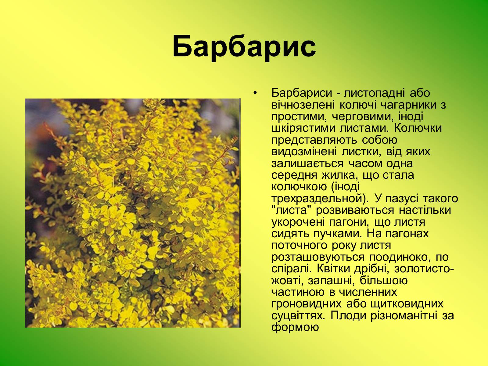 Презентація на тему «Декоративні та вічнозелені кущі та дерева» - Слайд #14