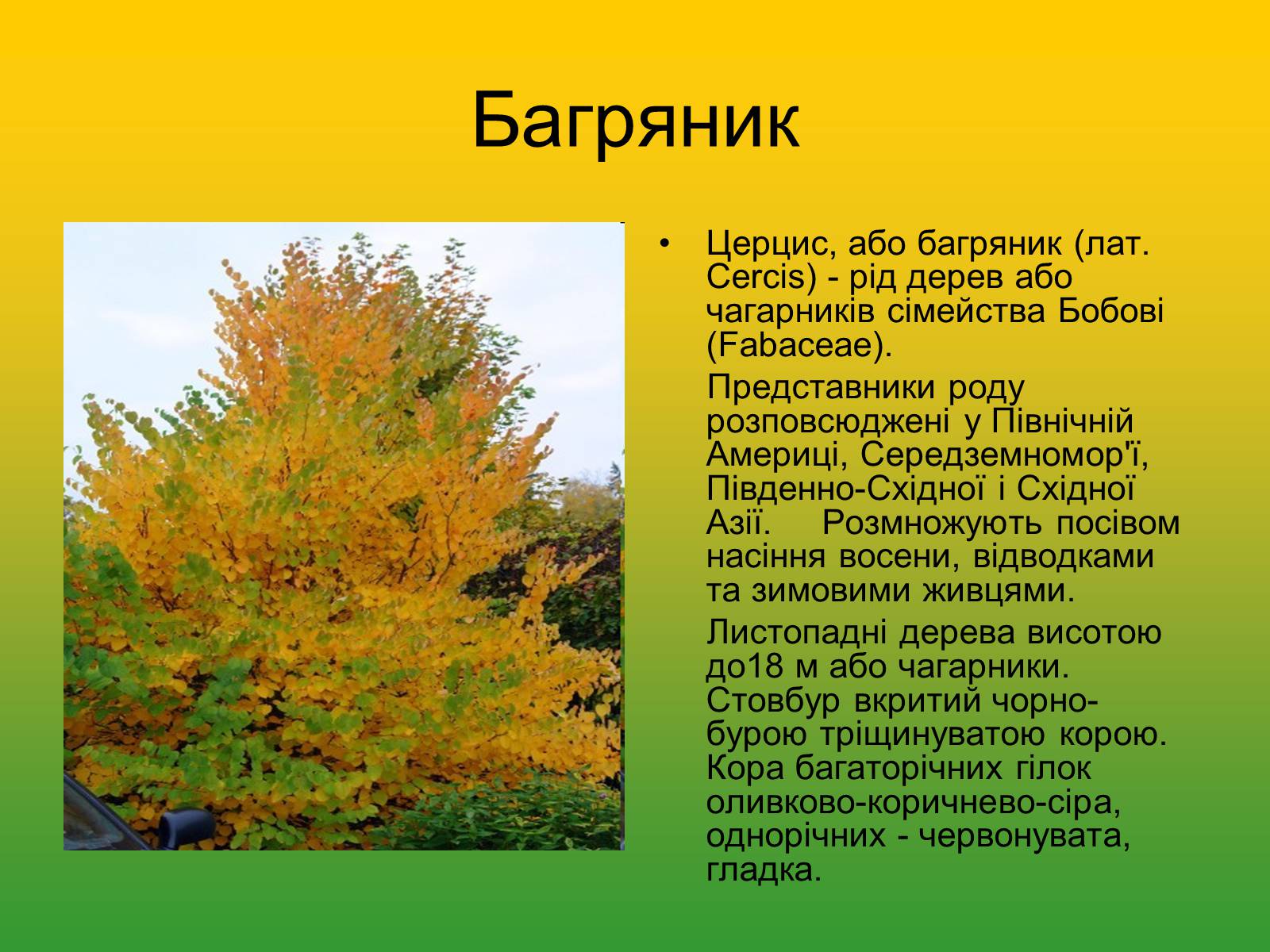 Презентація на тему «Декоративні та вічнозелені кущі та дерева» - Слайд #15