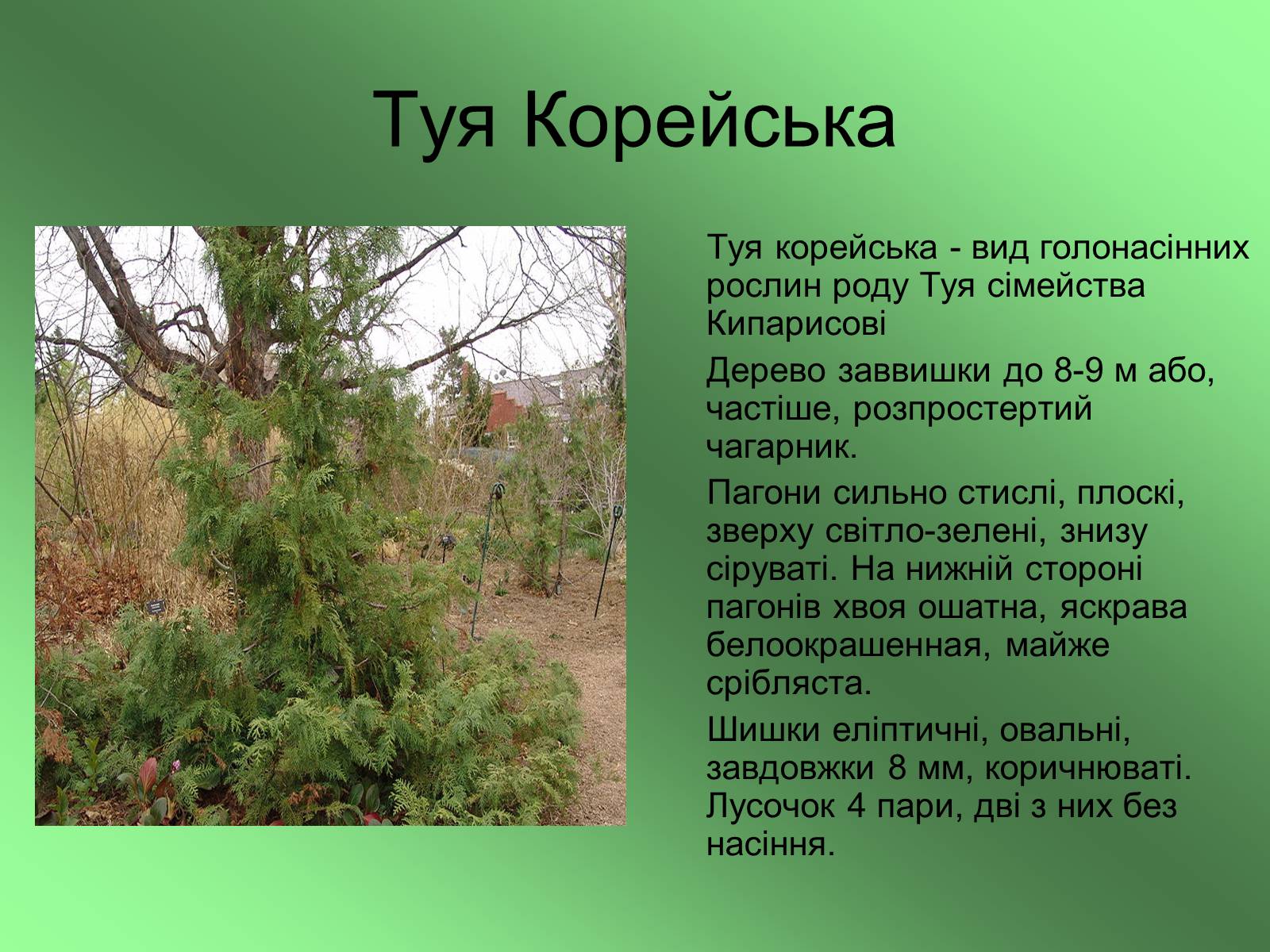 Презентація на тему «Декоративні та вічнозелені кущі та дерева» - Слайд #20