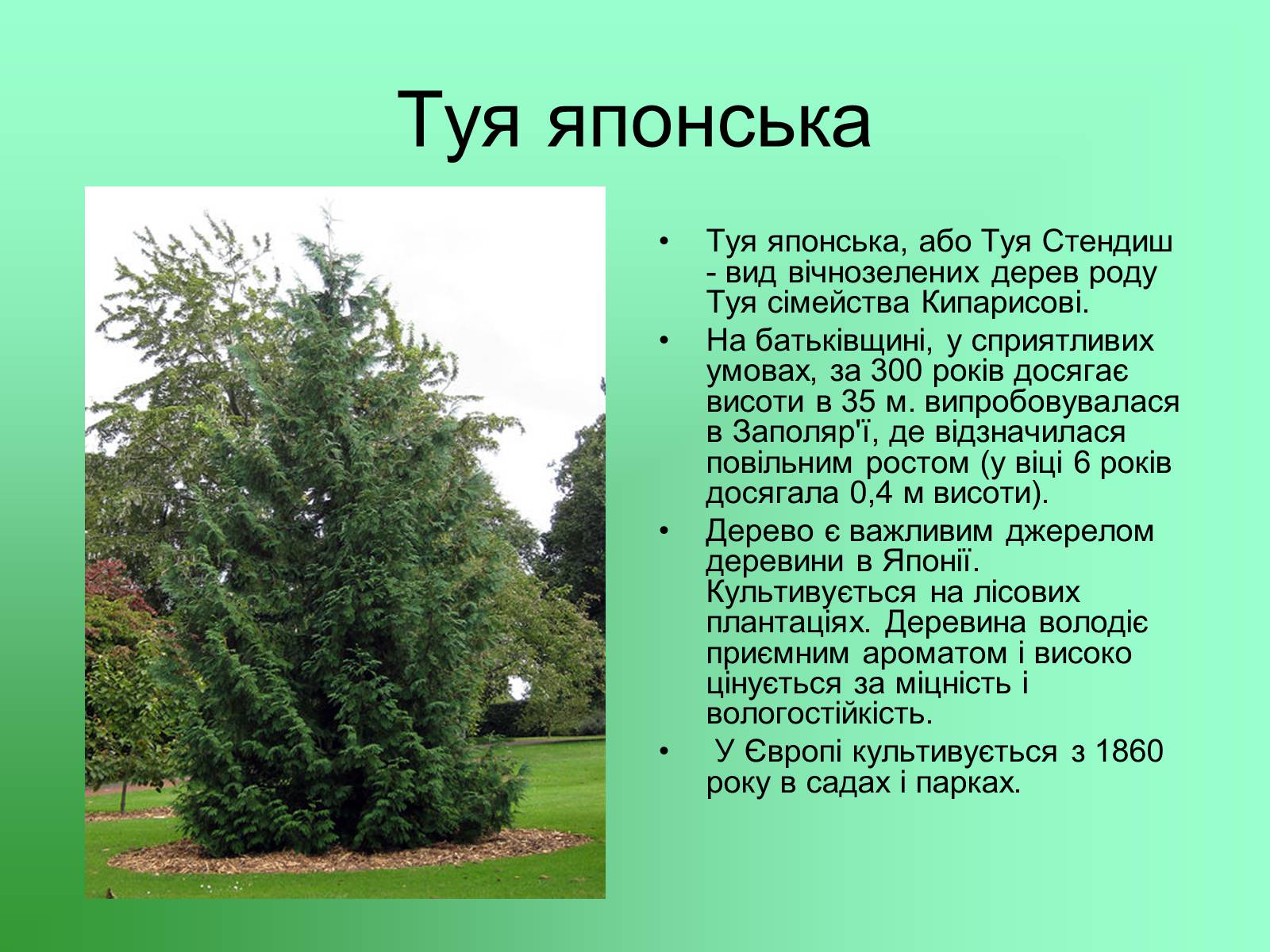 Презентація на тему «Декоративні та вічнозелені кущі та дерева» - Слайд #23