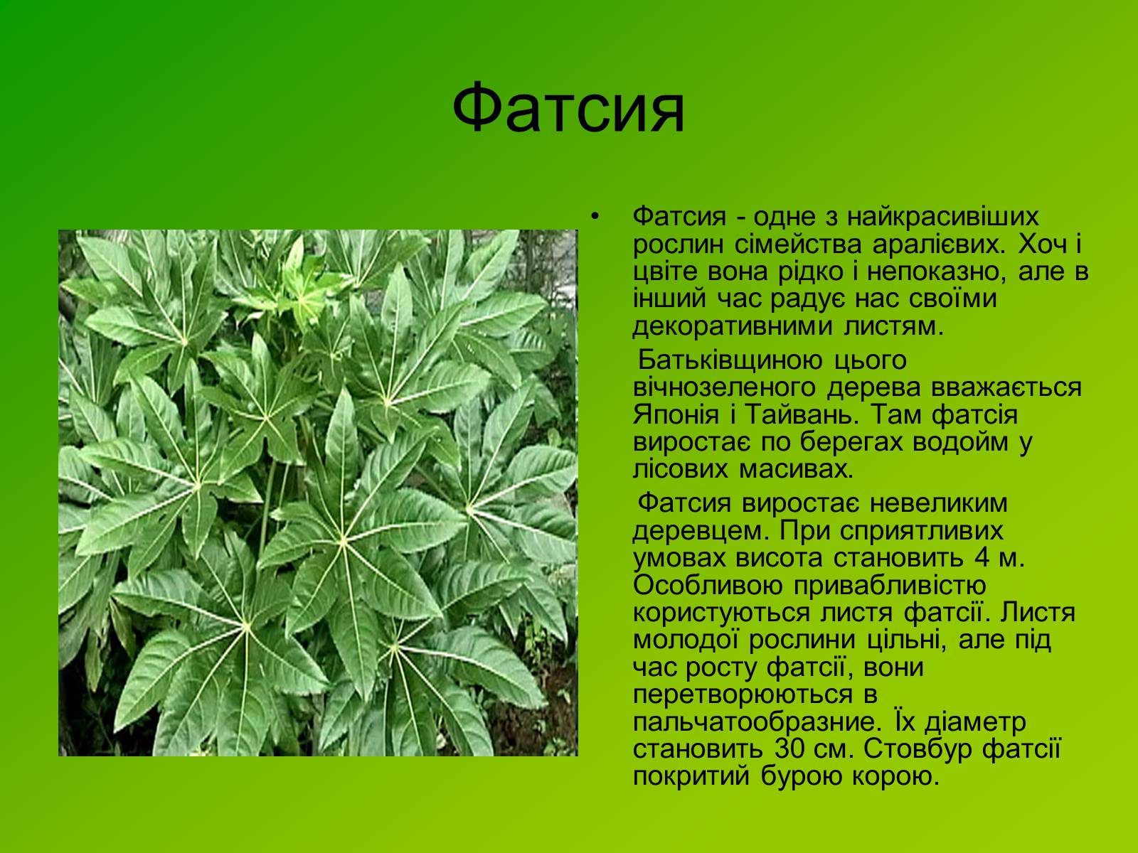 Презентація на тему «Декоративні та вічнозелені кущі та дерева» - Слайд #7