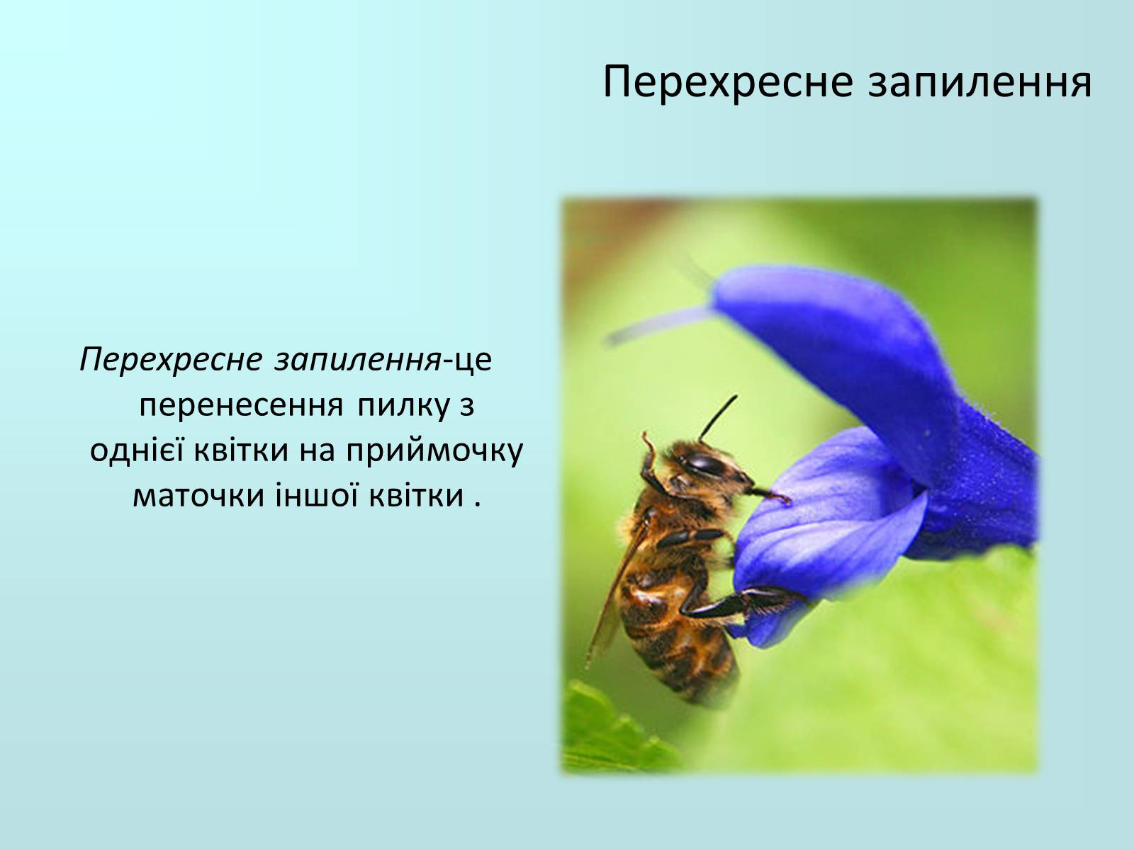 Презентація на тему «Запилення та запліднення рослин» (варіант 2) - Слайд #5