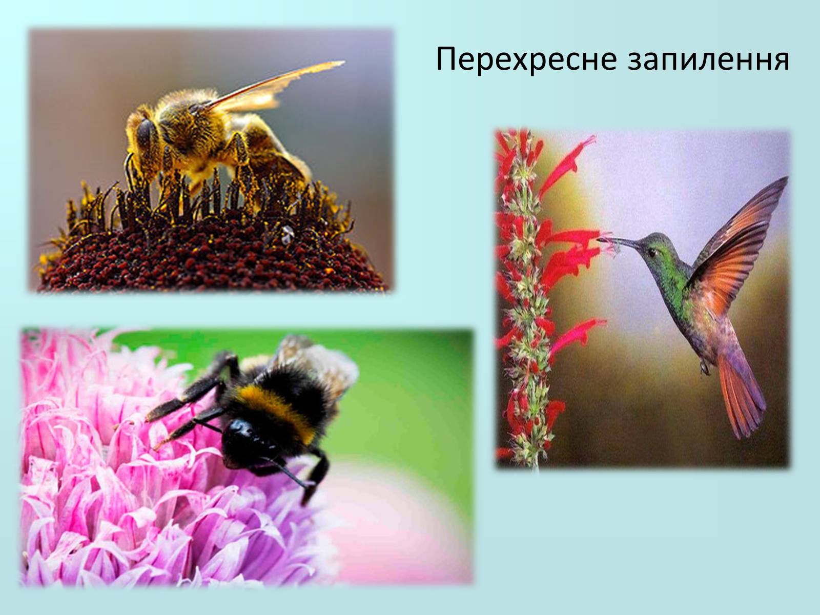 Презентація на тему «Запилення та запліднення рослин» (варіант 2) - Слайд #6