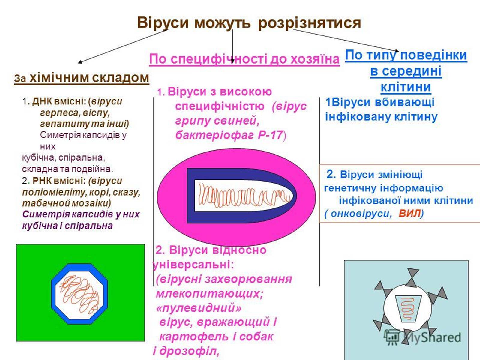 Презентація на тему «Роль вірусів у природі та житті людини» - Слайд #4