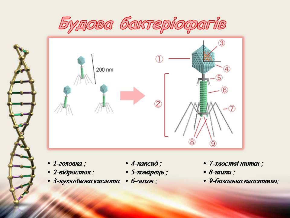Презентація на тему «Віруси та бактеріофаги» - Слайд #10