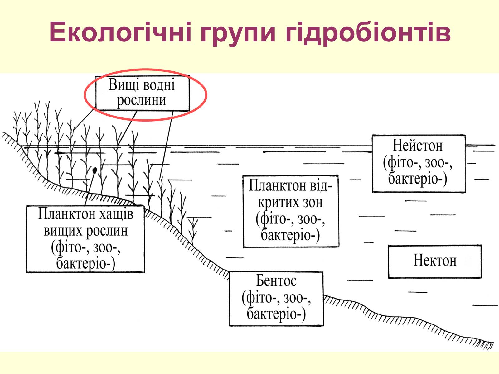 Презентація на тему «Водне середовище» (варіант 1) - Слайд #4