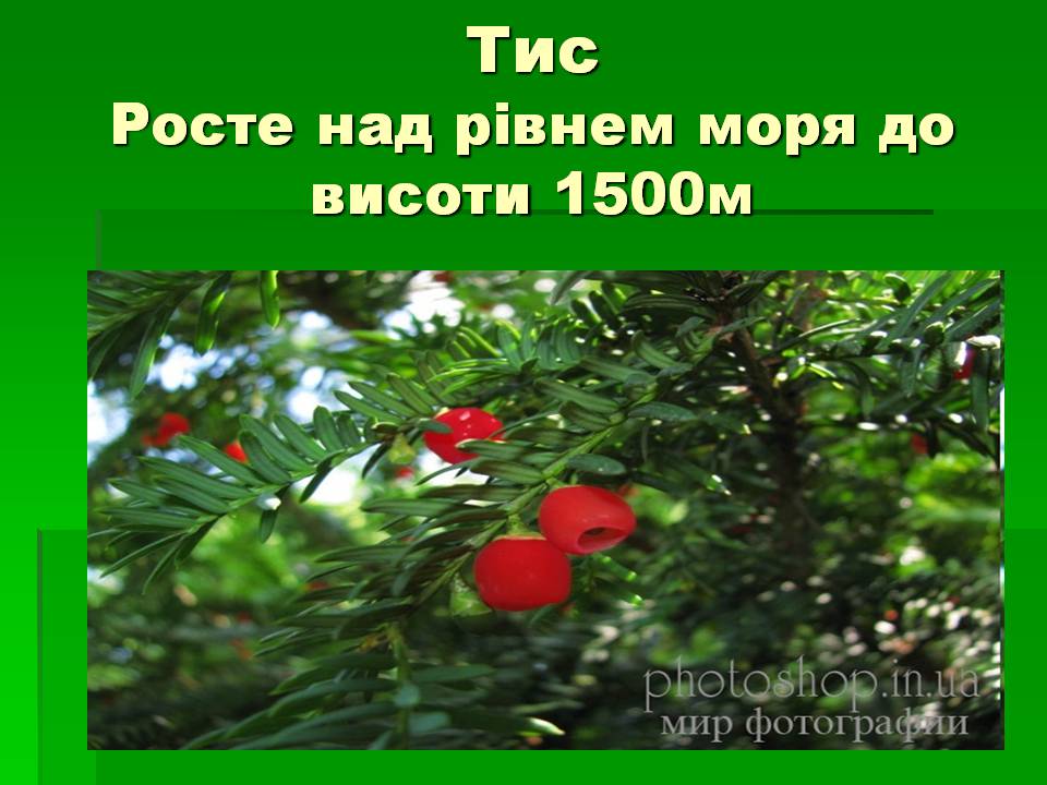 Презентація на тему «Голонасінні» (варіант 1) - Слайд #4