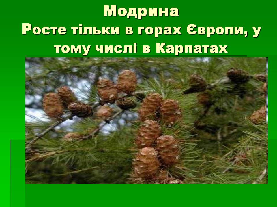 Презентація на тему «Голонасінні» (варіант 1) - Слайд #8