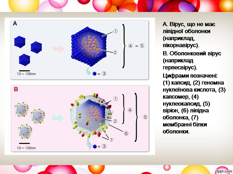 Презентація на тему «Віруси та їхня будова» - Слайд #5