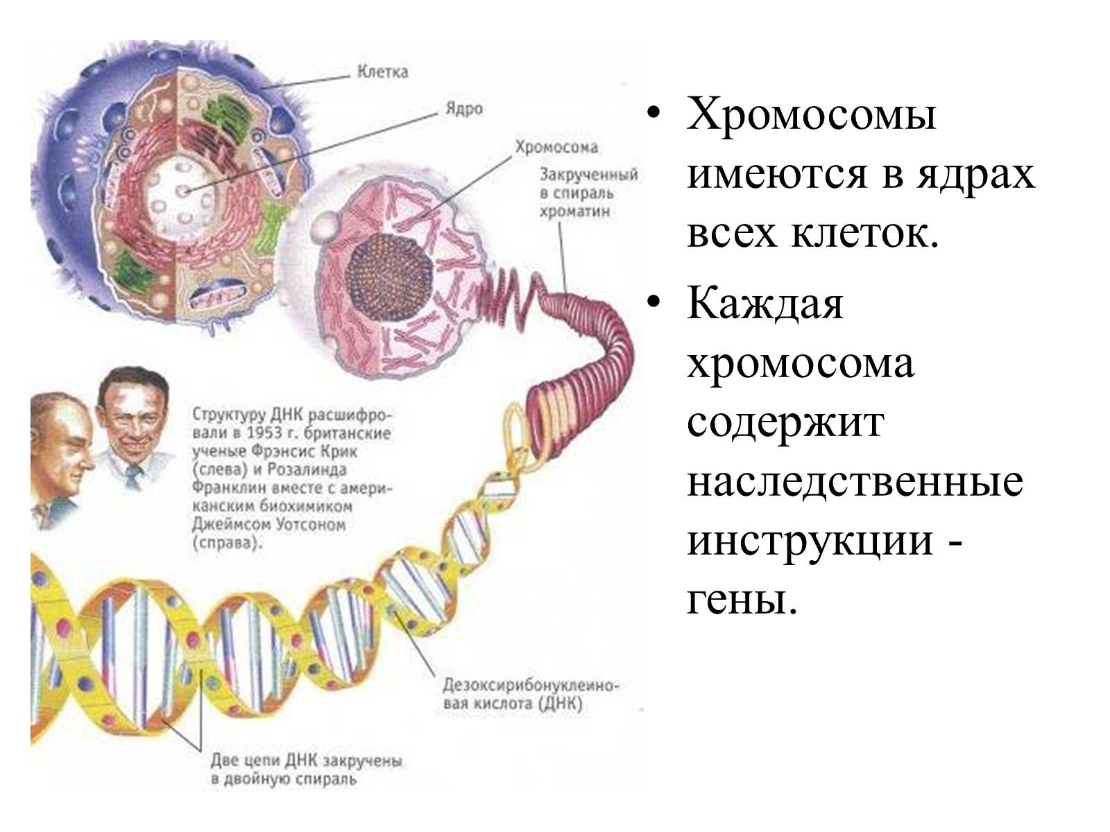 Презентація на тему «Хромосомы» - Слайд #10