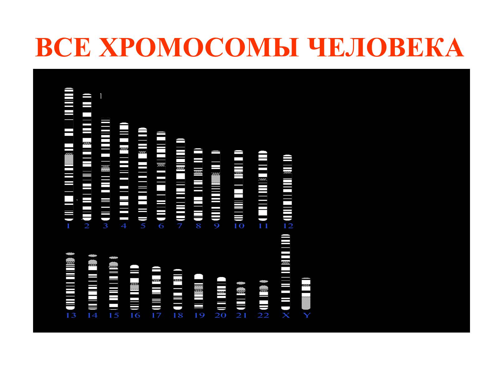 Презентація на тему «Хромосомы» - Слайд #18