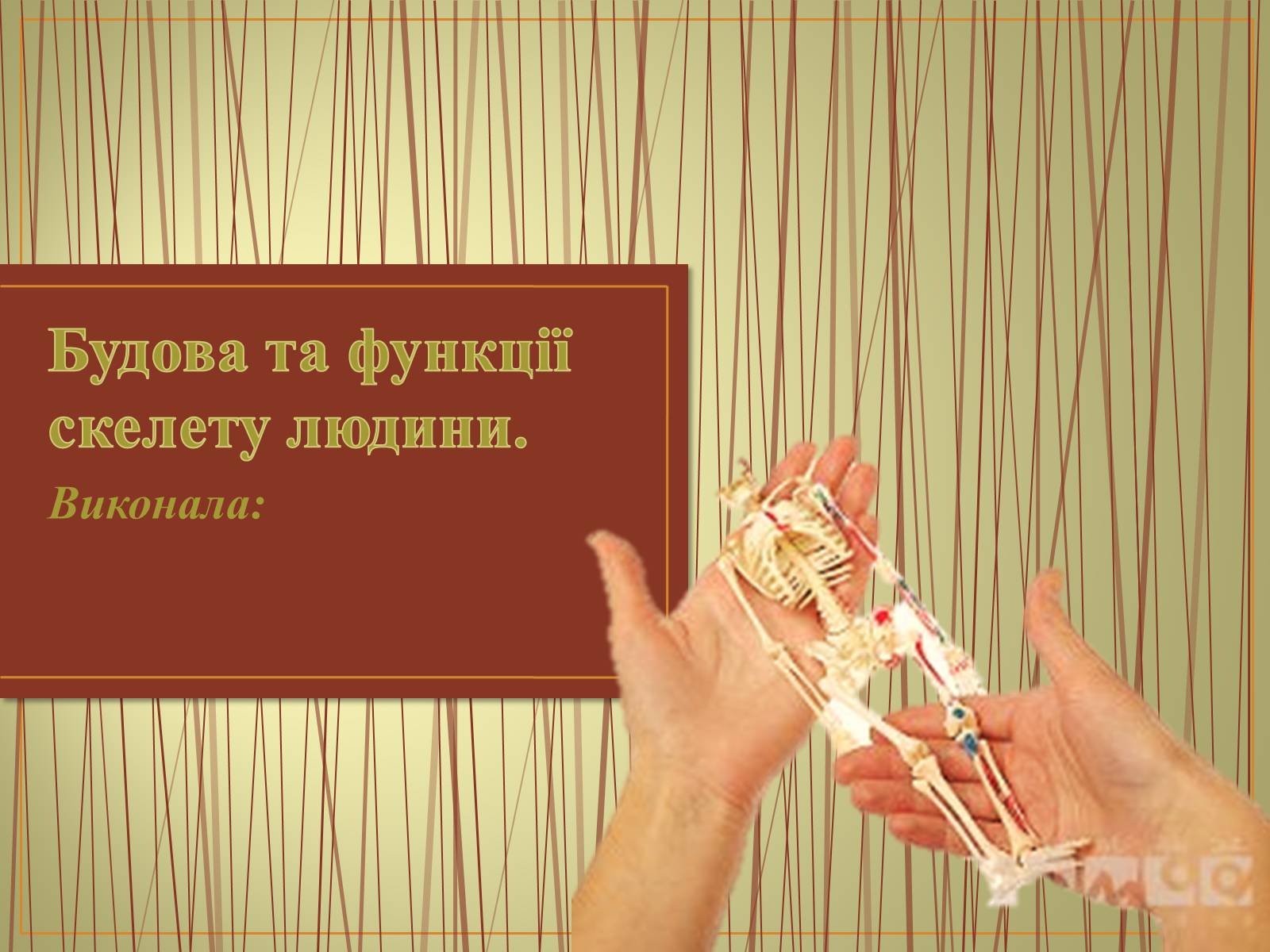 Презентація на тему «Будова та функції скелету людини» - Слайд #1