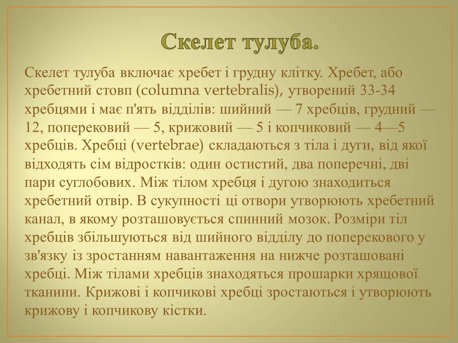 Презентація на тему «Будова та функції скелету людини» - Слайд #12