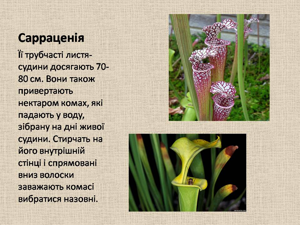 Презентація на тему «Рослини–хижаки» - Слайд #8