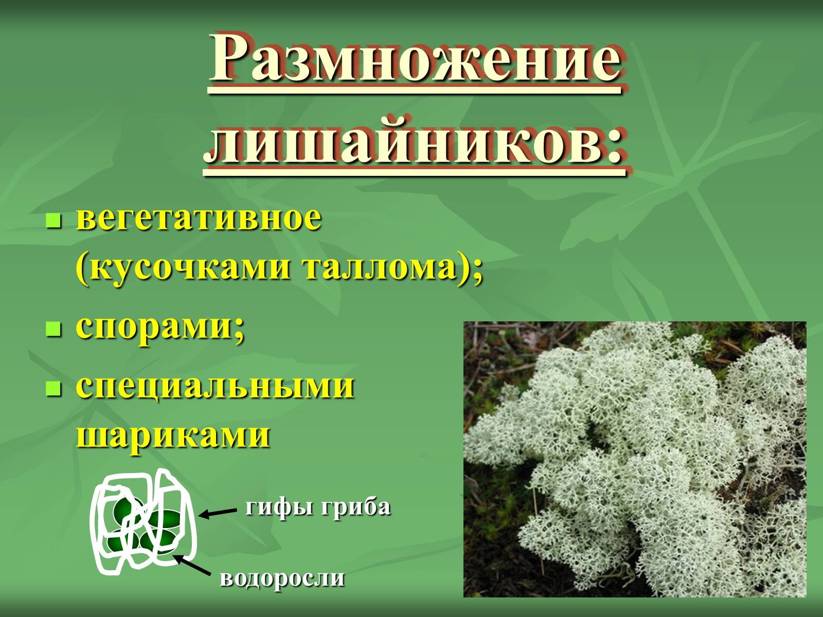 Презентація на тему «Царство Грибы» (варіант 3) - Слайд #45