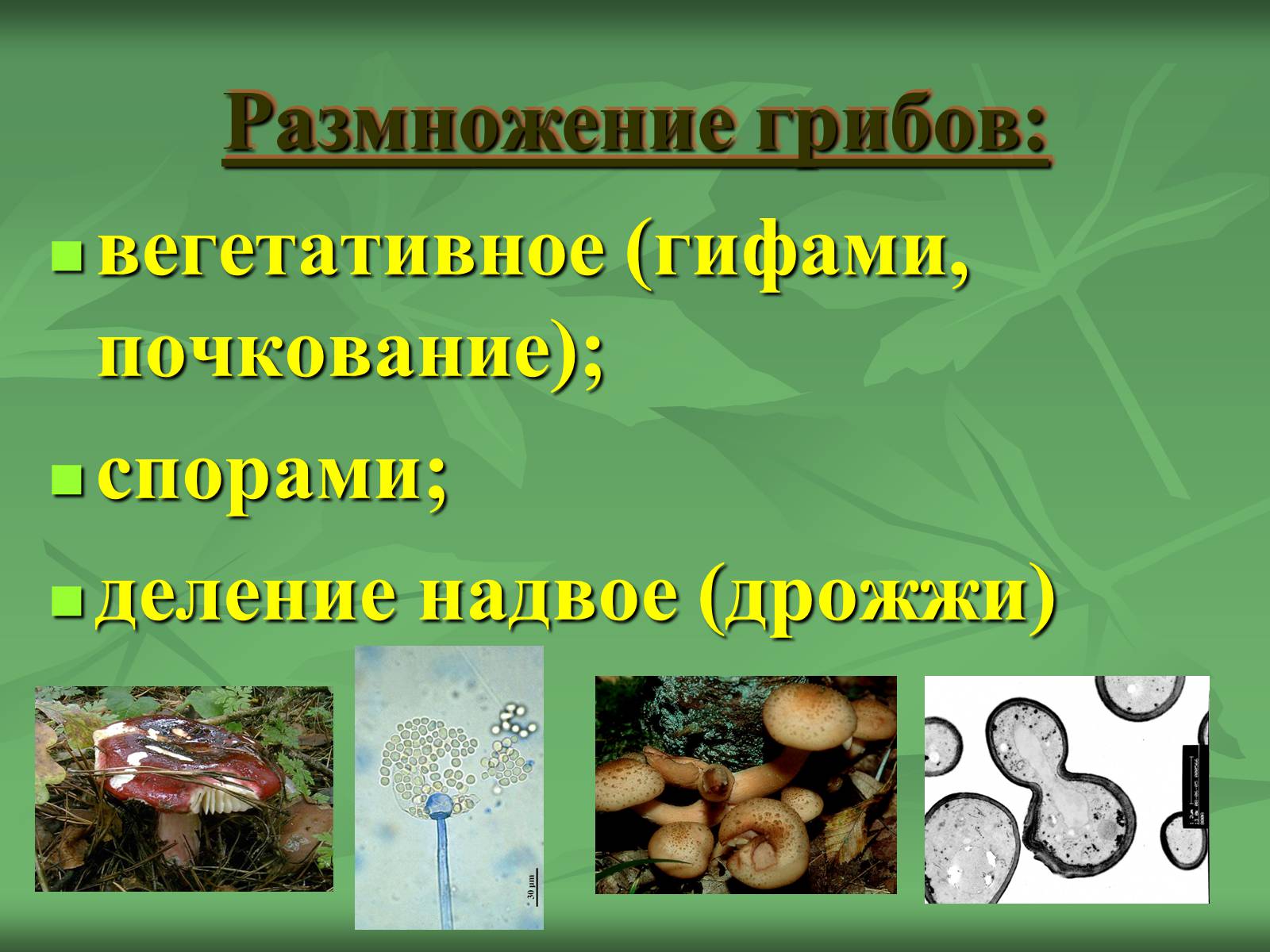 Презентація на тему «Царство Грибы» (варіант 3) - Слайд #7