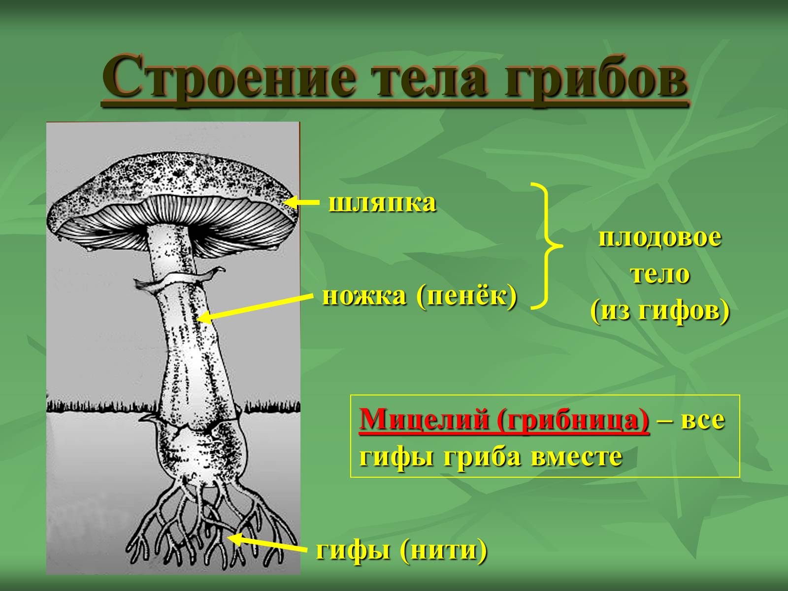 Презентація на тему «Царство Грибы» (варіант 3) - Слайд #9